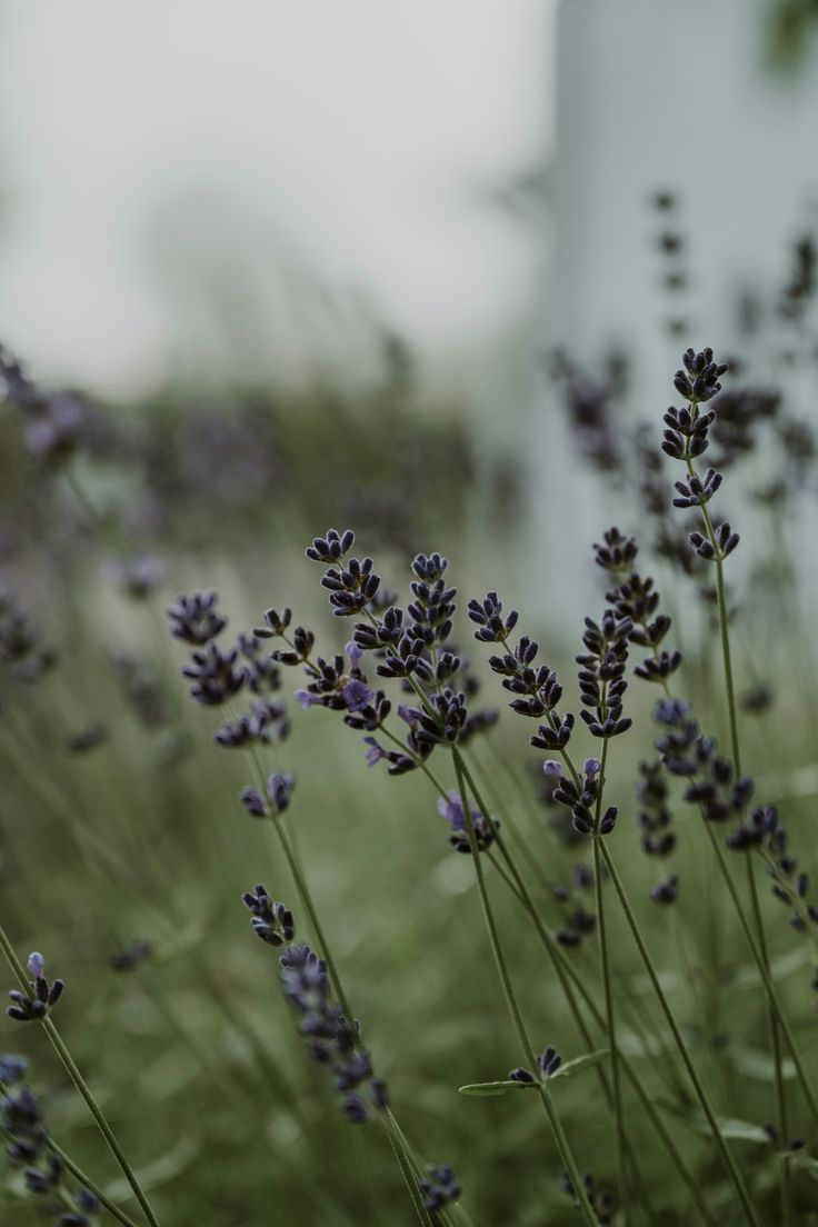 FAILTE – Black Amber & Lavender Luxury Candle