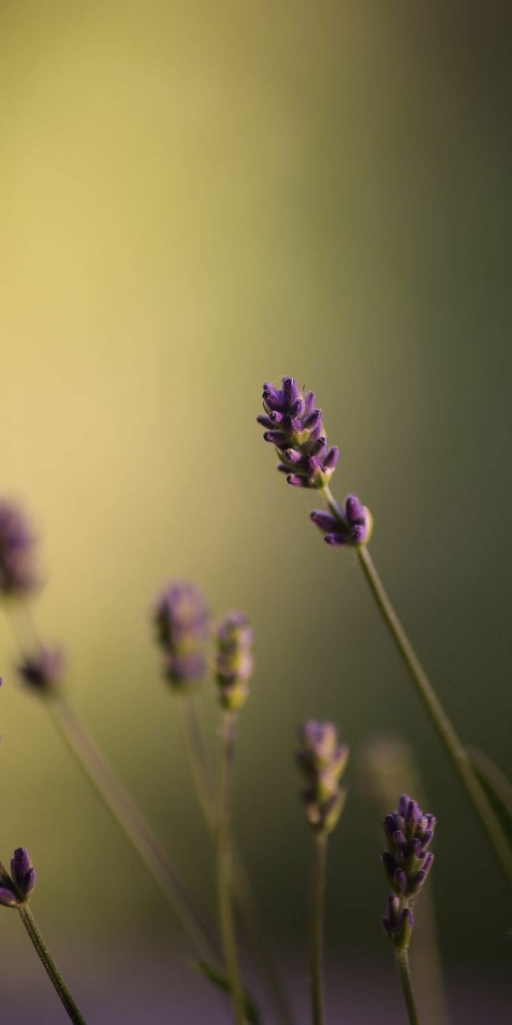 FAILTE – Black Amber & Lavender Luxury Candle